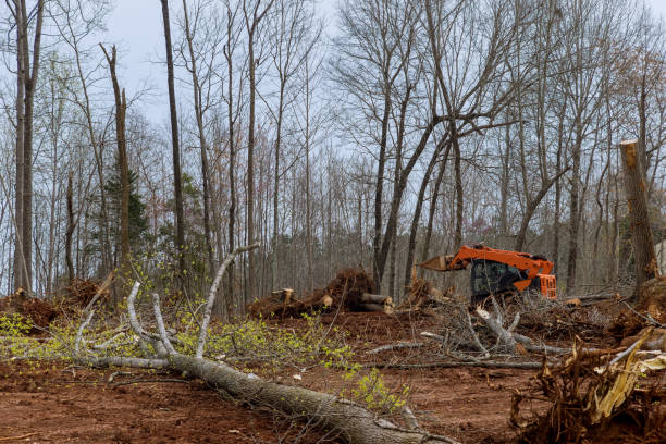 Best Lawn Dethatching  in Springville, AL